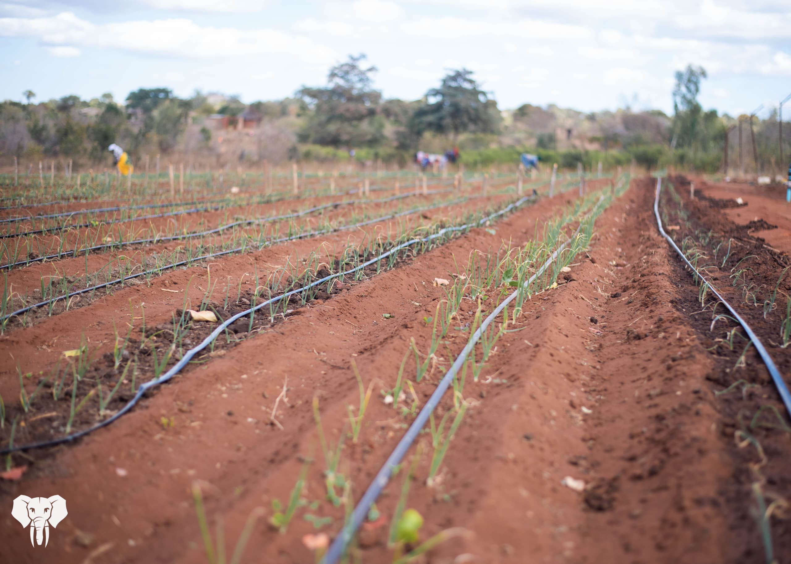 Prevail Boreholes 11