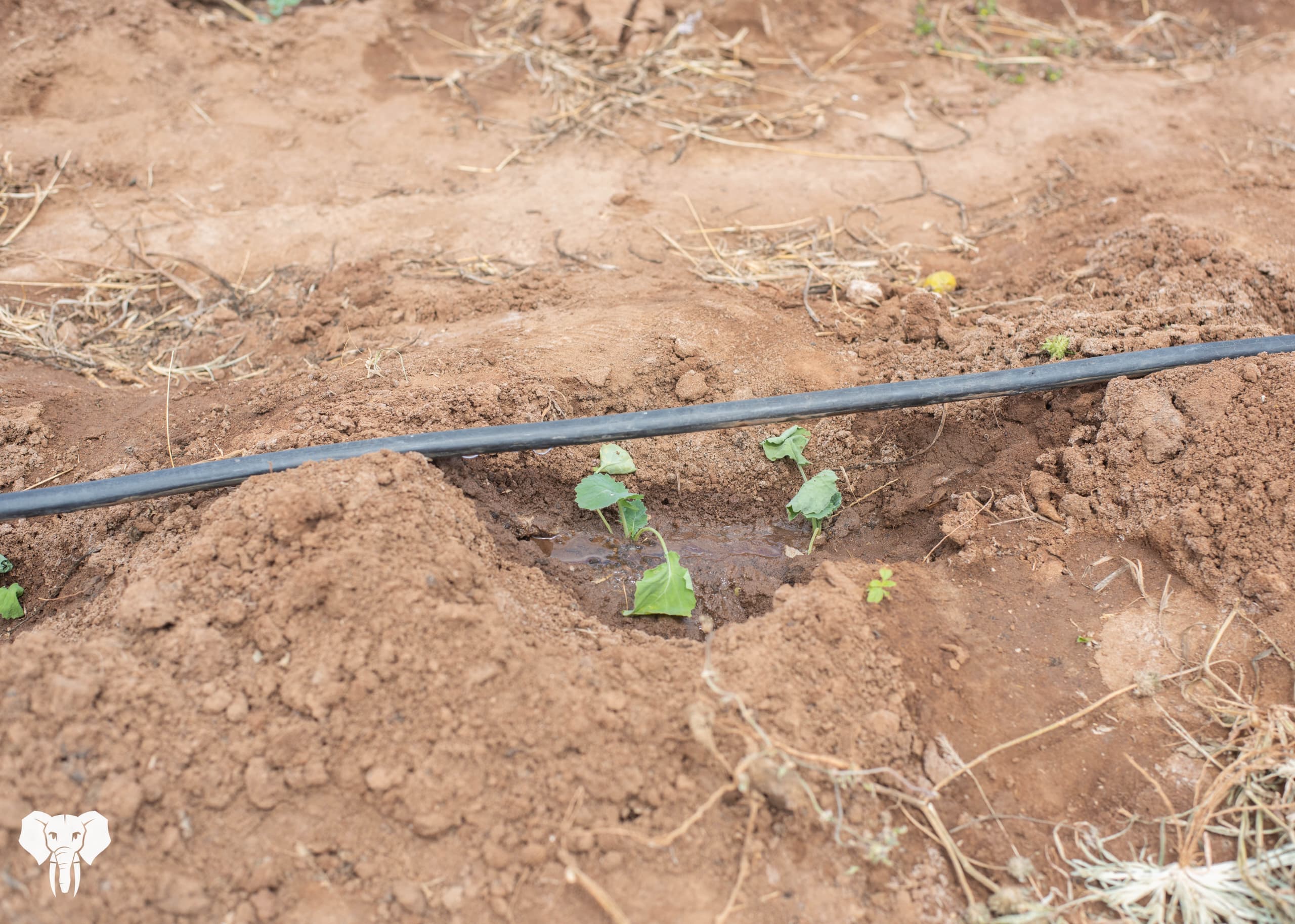 Prevail Boreholes 18